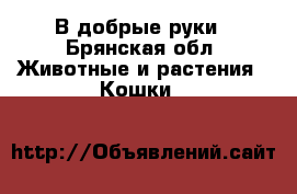 В добрые руки - Брянская обл. Животные и растения » Кошки   